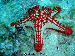 I love starfish the coulours on this one was just stunnin... by Herbert Kelly 
